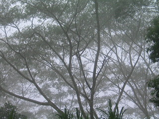 Wildlife nature in forest of Irati. Navarra.Spain