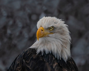 Chilkat Warrior - A bald eagle warrior with war wounds has seen many battles on the Chilkat River. Haines, Alaska.