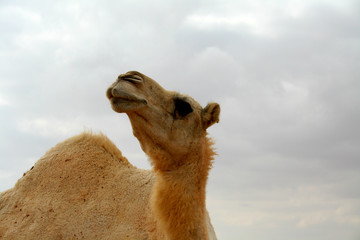 Camel in Saudi Arabia The camel is a cute and funny animal Camel the Saudi desert ship