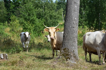 Kühe in der Natur