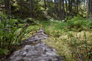 Bewachsener Baumstumpf