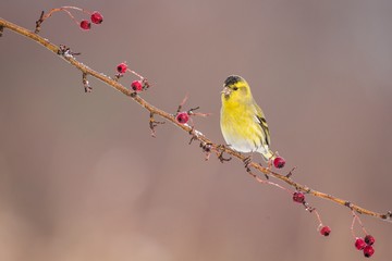 Siskin ( carduelis spinus ) perched on a branch