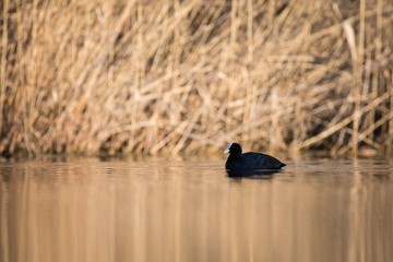 Eurasian coot (Fulica atra)  swimming on pond.