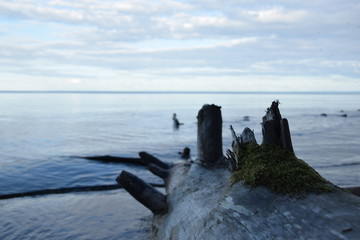 Baumstumpf im Wasser