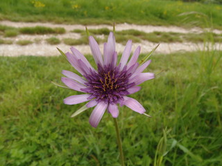 fiore di campo