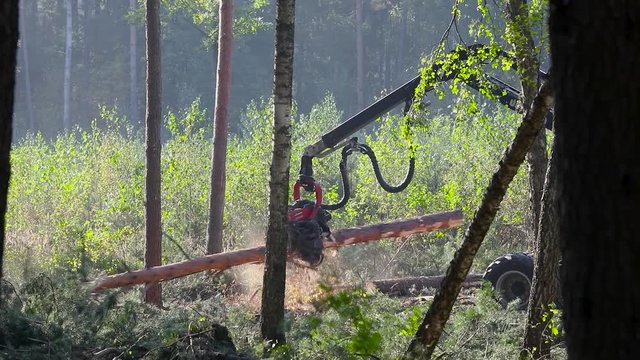 Pine Forest Harvesting Machine. Logging Equipment. The forestry industry. The harvester lumberjack working in a forest. Forest Wheeled Harvesters. A cut-to-length (CTL) forest harvester. Close-up