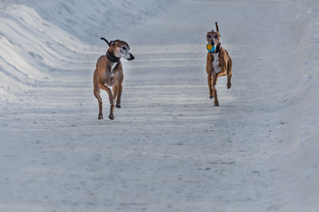 The pair of beautiful red Italian Greyhound dogs with a ball in brown leather collars is on a snowy road in winter