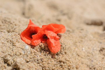 poppy bunch lies on the sand