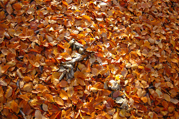 Background picture - autumn leaves