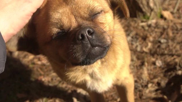 Man's Hand Stroking The Dog Slow Motion