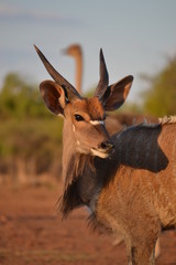 antelope