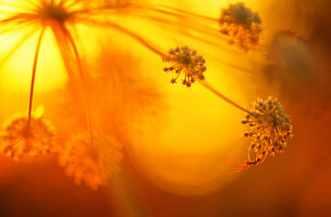 Tetragnatha spider on wild Angelica inflorescence at sunset meadow. Focus on spider, shallow depth of field.