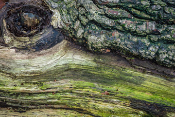 Bark close up 5