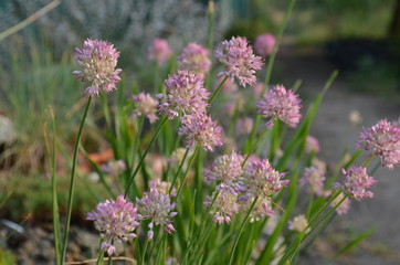 Blooming Allium globosum