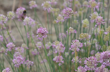 Blooming Allium globosum