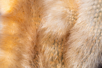 fur cactus,  background image