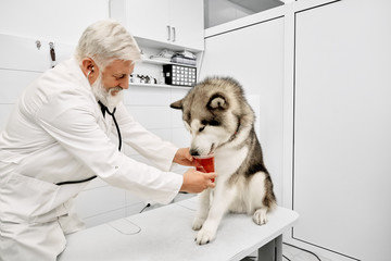 Veterinarian giving medicines to malamute in clinic.