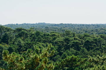 Obraz premium Dune of Pilate, France. the largest sandy desert in Europe, with beatiful forest and ocean view on the back side