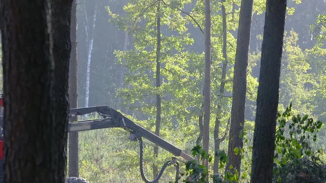 Pine Forest Harvesting Machine. Logging Equipment. The forestry industry. The harvester lumberjack working in a forest. Forest Wheeled Harvesters. A cut-to-length (CTL) forest harvester. 