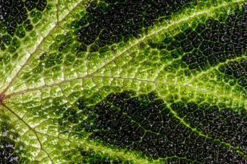 close up texture of colorful leaves of Green Episcia cupreata plant