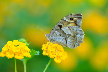 Closeup   beautiful butterfly sitting on flower