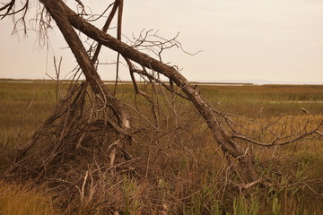 tree in the swamp