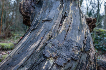 textured bark close up 3