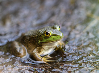 Green frog at the edge of a swamp in Algonquin Park