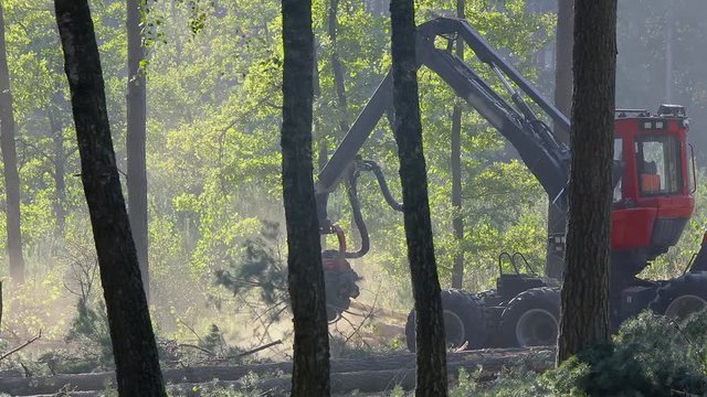 Pine Forest Harvesting Machine. Logging Equipment. The forestry industry. The harvester lumberjack working in a forest. Forest Wheeled Harvesters. A cut-to-length (CTL) forest harvester. 