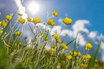 Fototapeta premium Yellow spring flowers and bright sunny sky.
