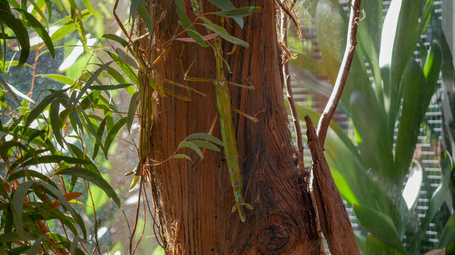 Australian Stick insect on a tree