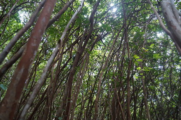  Black River Georges Nationalpark 