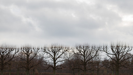 Fototapeta na wymiar herrenhausen palace trees cut trimmed tops winter