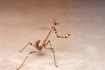 Close up of pair of Beautiful European mantis ( Mantis religiosa )