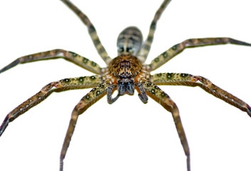 Beautiful spider on a spider web- Stock Image     