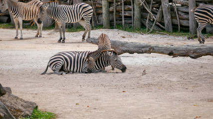 Fototapeta na wymiar Zebra foal hugging his mother