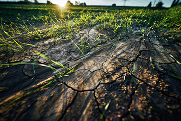 Young corn field in brown soil at sunset in detail bokeh view. green and brown warm look on evening wide angle shot with long small shadows