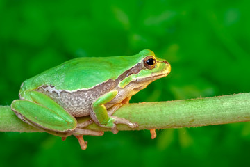 Beautiful Europaean Tree frog Hyla arborea - Stock Image