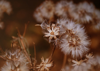 dried brown flowers in the forest