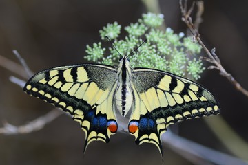 Closeup   beautiful butterfly sitting on flower
