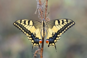 Closeup   beautiful butterfly sitting on flower