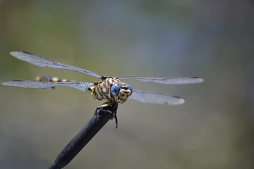 dragonfly