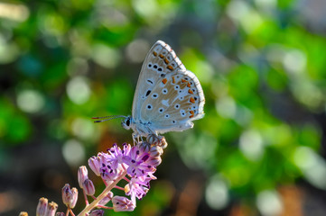 Closeup   beautiful butterfly sitting on flower