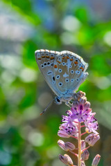 Closeup   beautiful butterfly sitting on flower