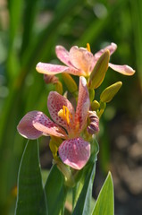 Purple-spotted pink flowers of Iris domestica