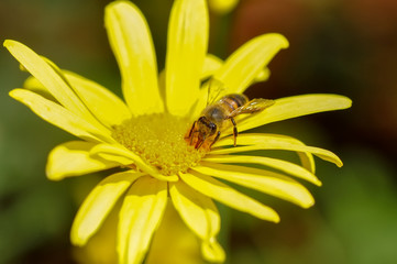 Beautiful  Bee macro in green nature - Stock Image