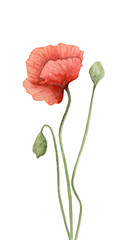 Realistic watercolour illustration of the poppy flowers isolated on a white backround. Poppy flowers for an invitation, valentine, wedding or save the date card.