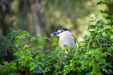 Bird on a branch. Night heron in the park. Bird with red eyes.
