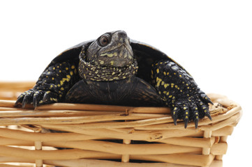 One beautiful turtle in the basket.