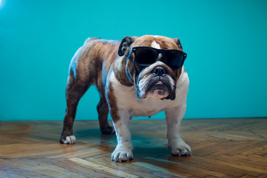 Cute English Bulldog with sunglasses